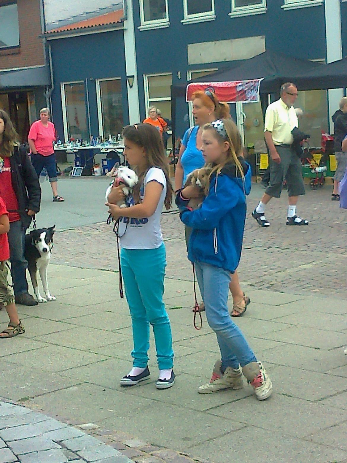 Kanin Snowball - jeg blevnr.2 ud af 13 billede 2