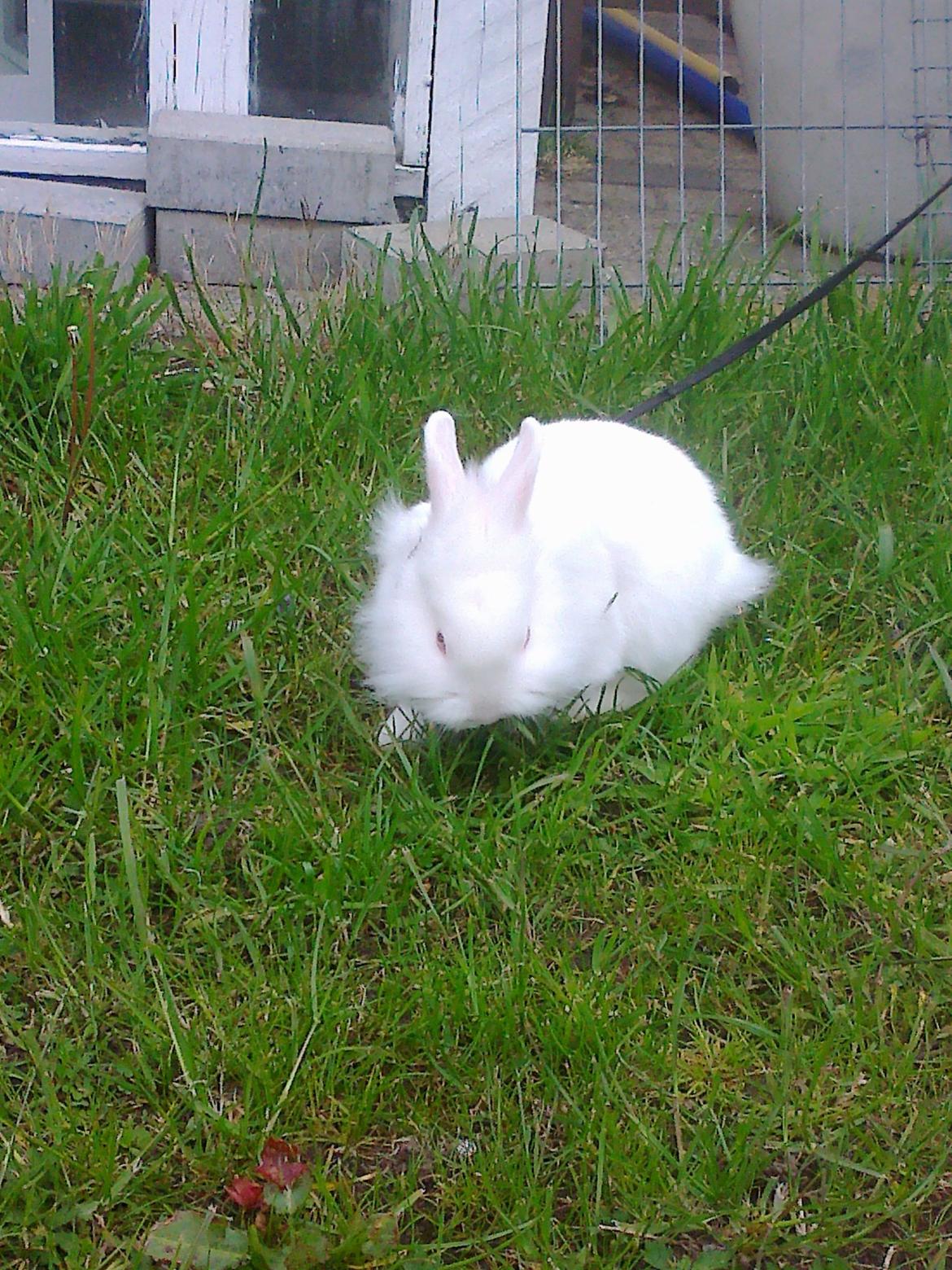 Kanin Snowball billede 4