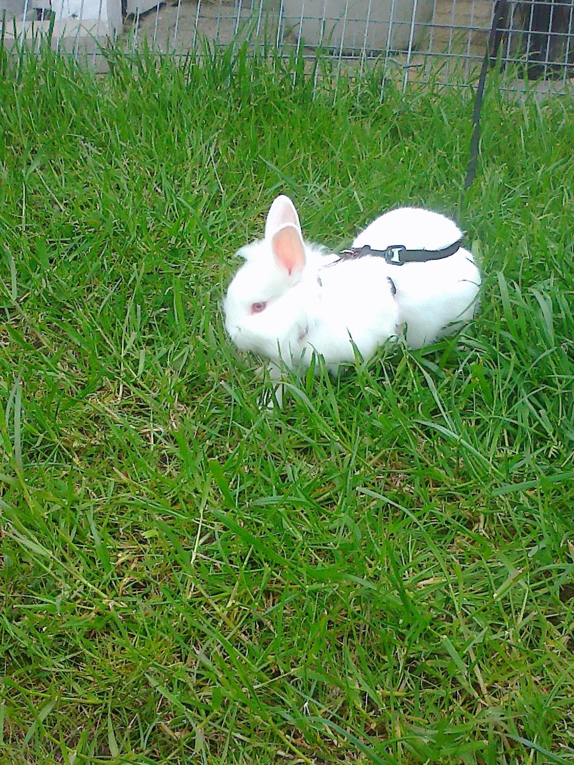 Kanin Snowball billede 5