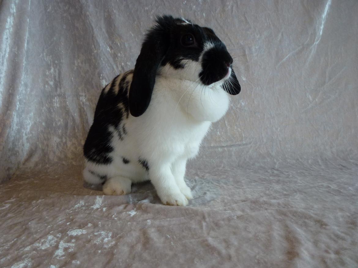 Kanin Bimmer-Girl - Droning Bombell :D billede 6