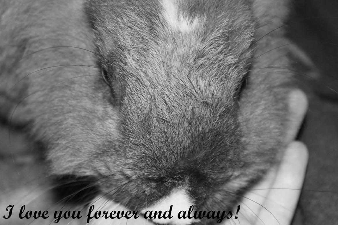 Kanin Teglgårds Ninus II *My Angel* - rest in peace... billede 2
