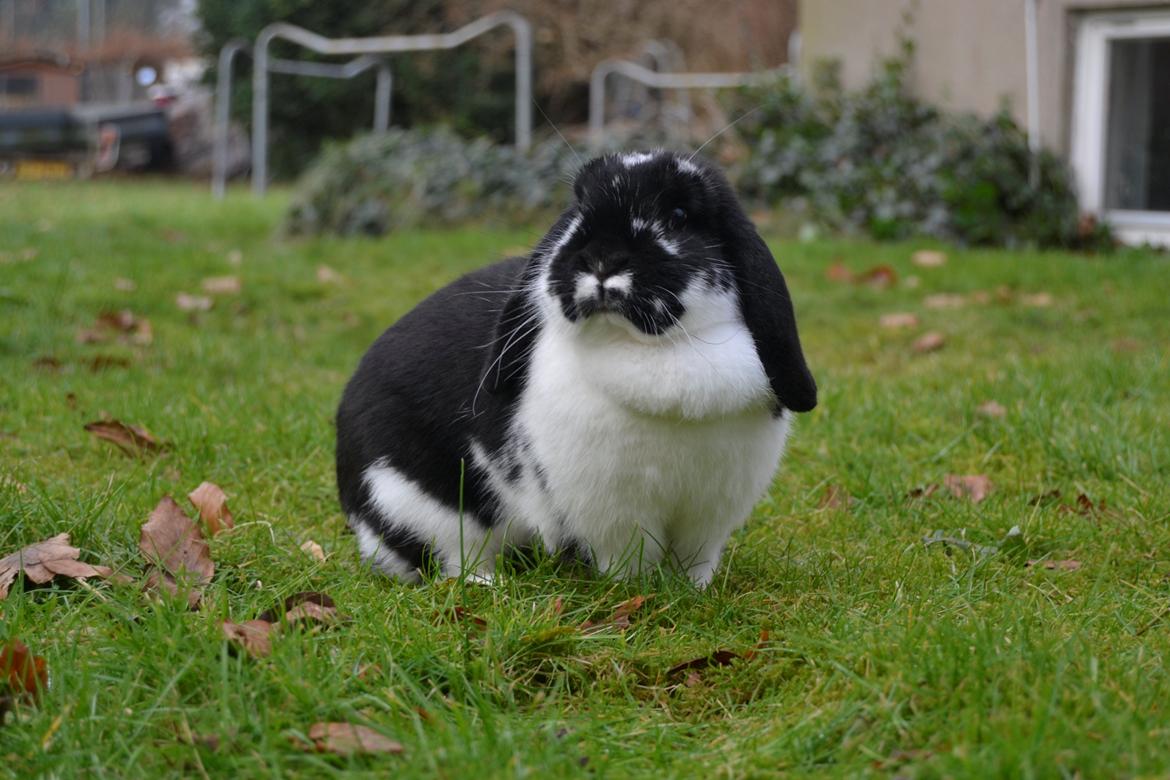 Kanin Auroras Diva billede 1