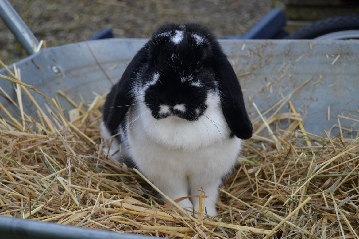 Kanin Auroras Diva billede 3