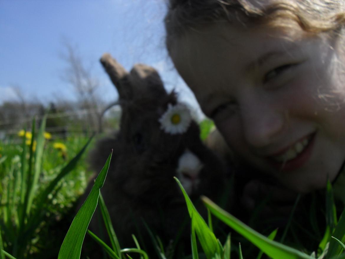 Kanin Teglgårds Ninus II *My Angel* billede 15