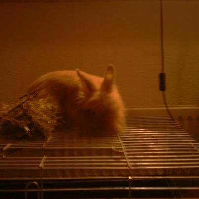 Kanin Team Fluffhop's Pjuske af Maragascad(himmelgnaver) - Pjuske og mig trænede kaninhop, første gang og han gjorde ALT for ikke at hoppe over springet<3 billede 10