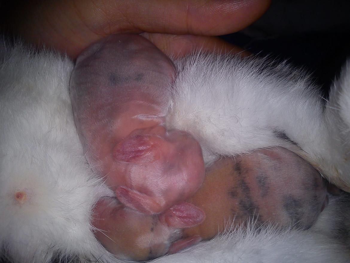 Kanin Beauty's Hope billede 2