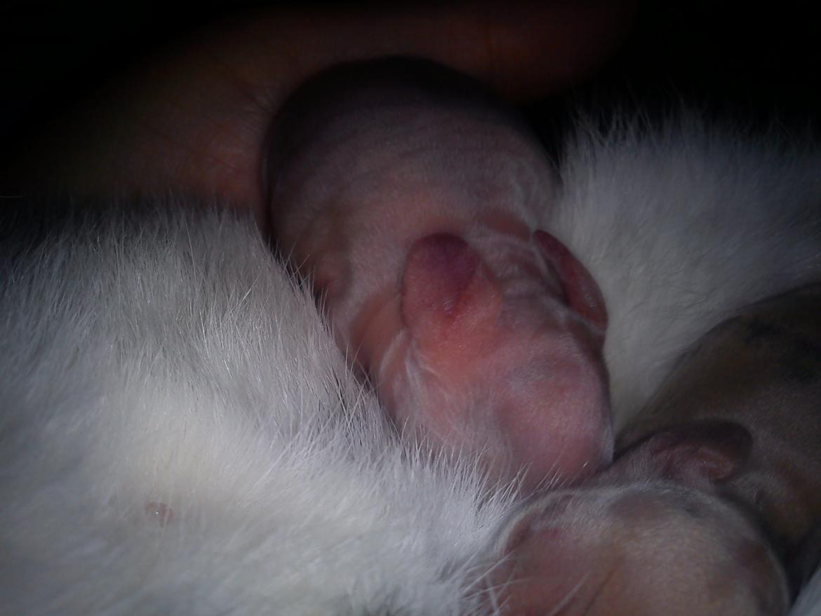 Kanin Beauty's Hope billede 3