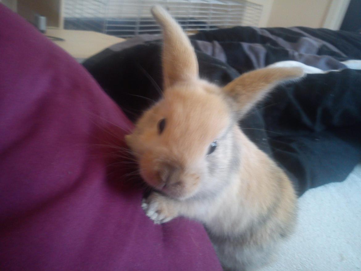 Kanin Beauty's Hope billede 4