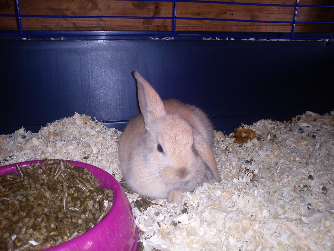 Kanin Beauty's Hope billede 5