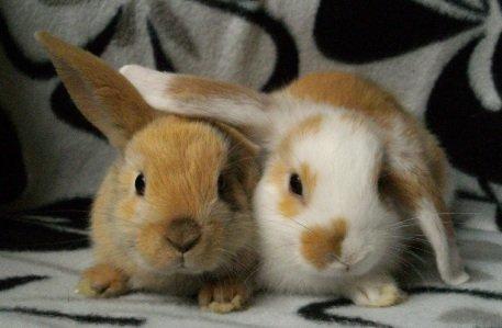 Kanin Beauty's Hope billede 6