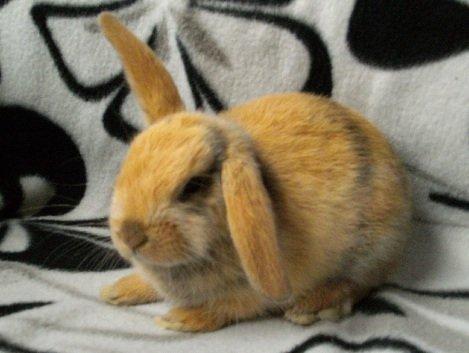 Kanin Beauty's Hope billede 1