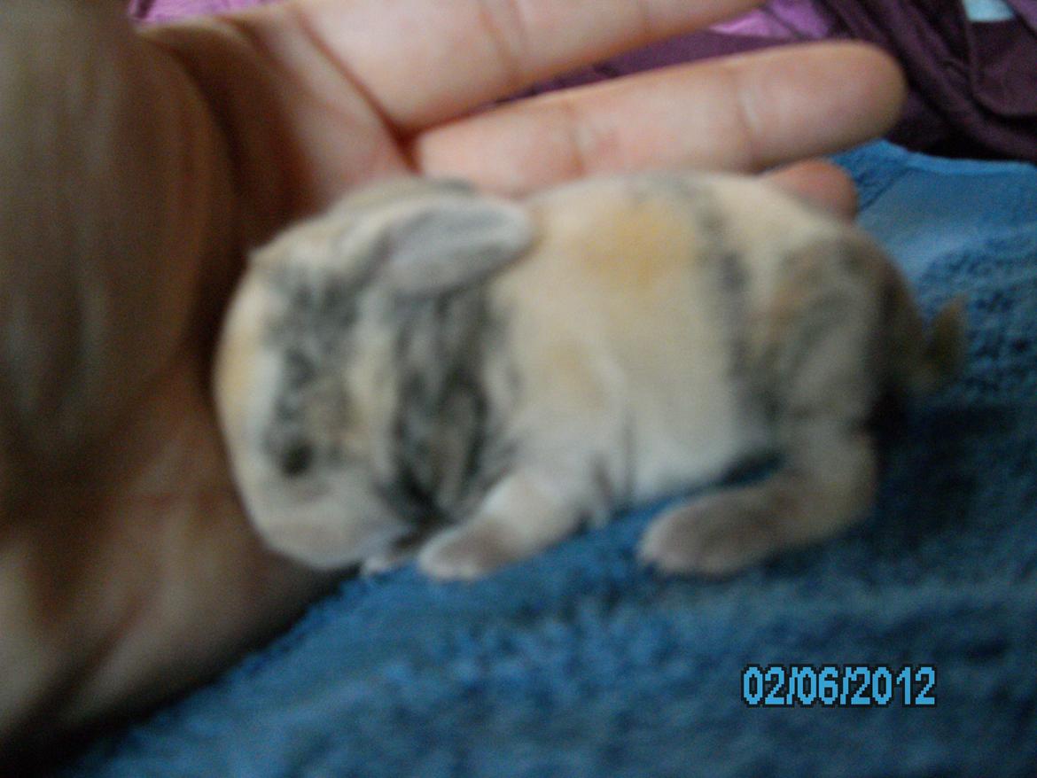 Kanin Beauty's Hope billede 7