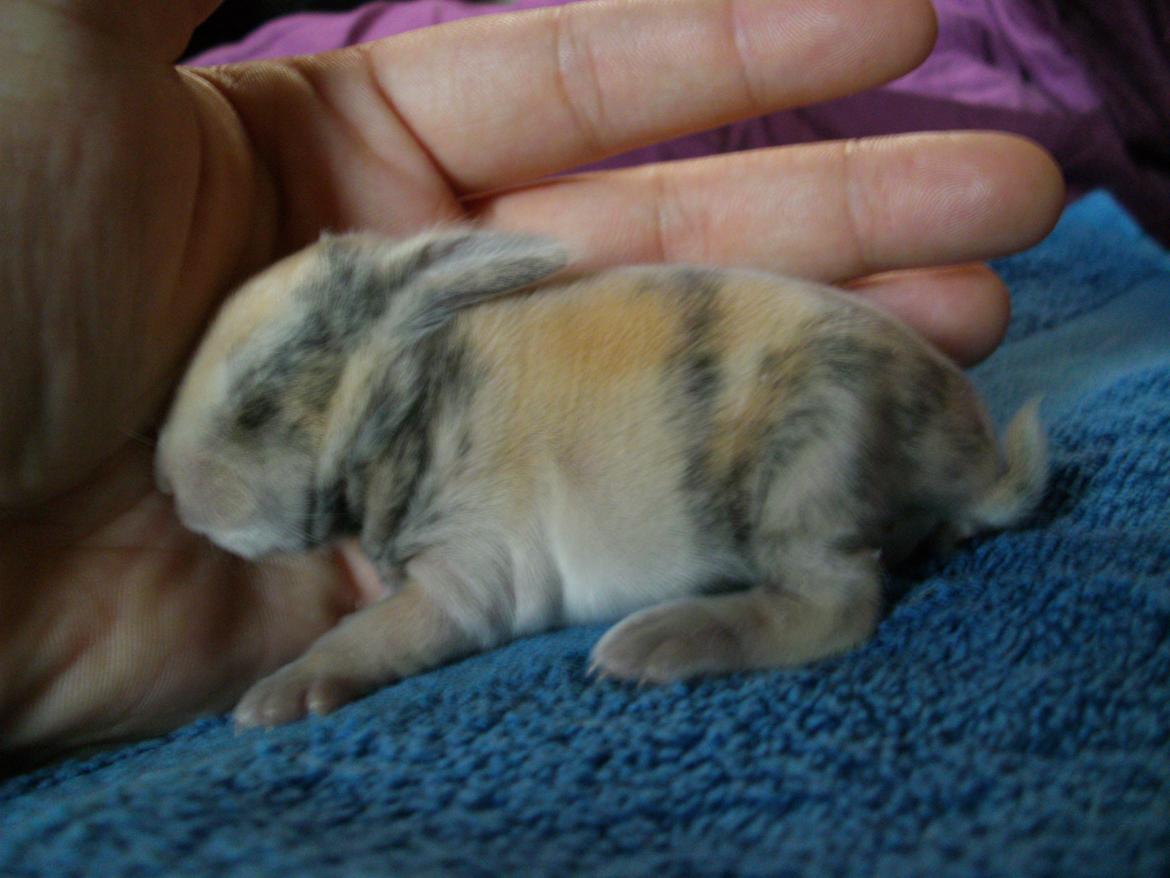 Kanin Beauty's Hope billede 8