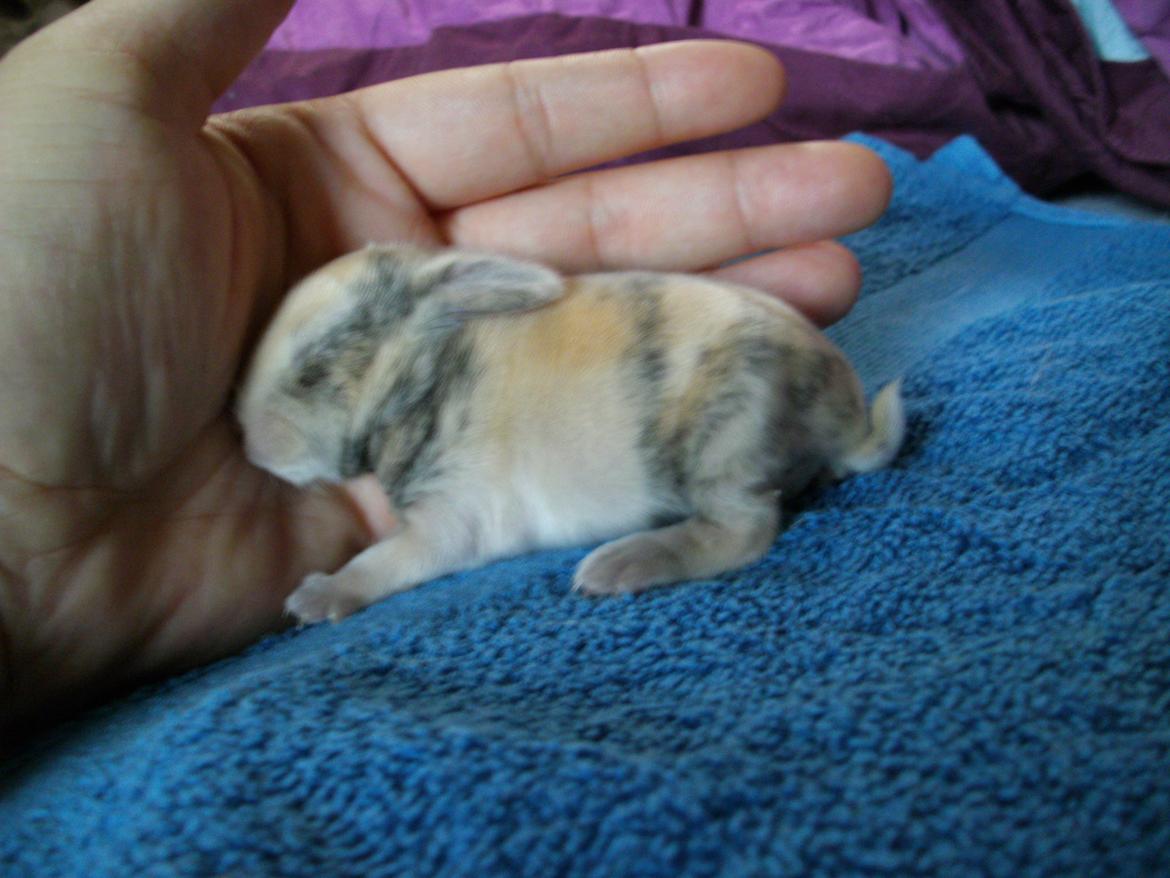 Kanin Beauty's Hope billede 9