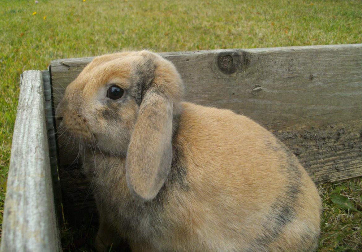 Kanin Beauty's Hope billede 10