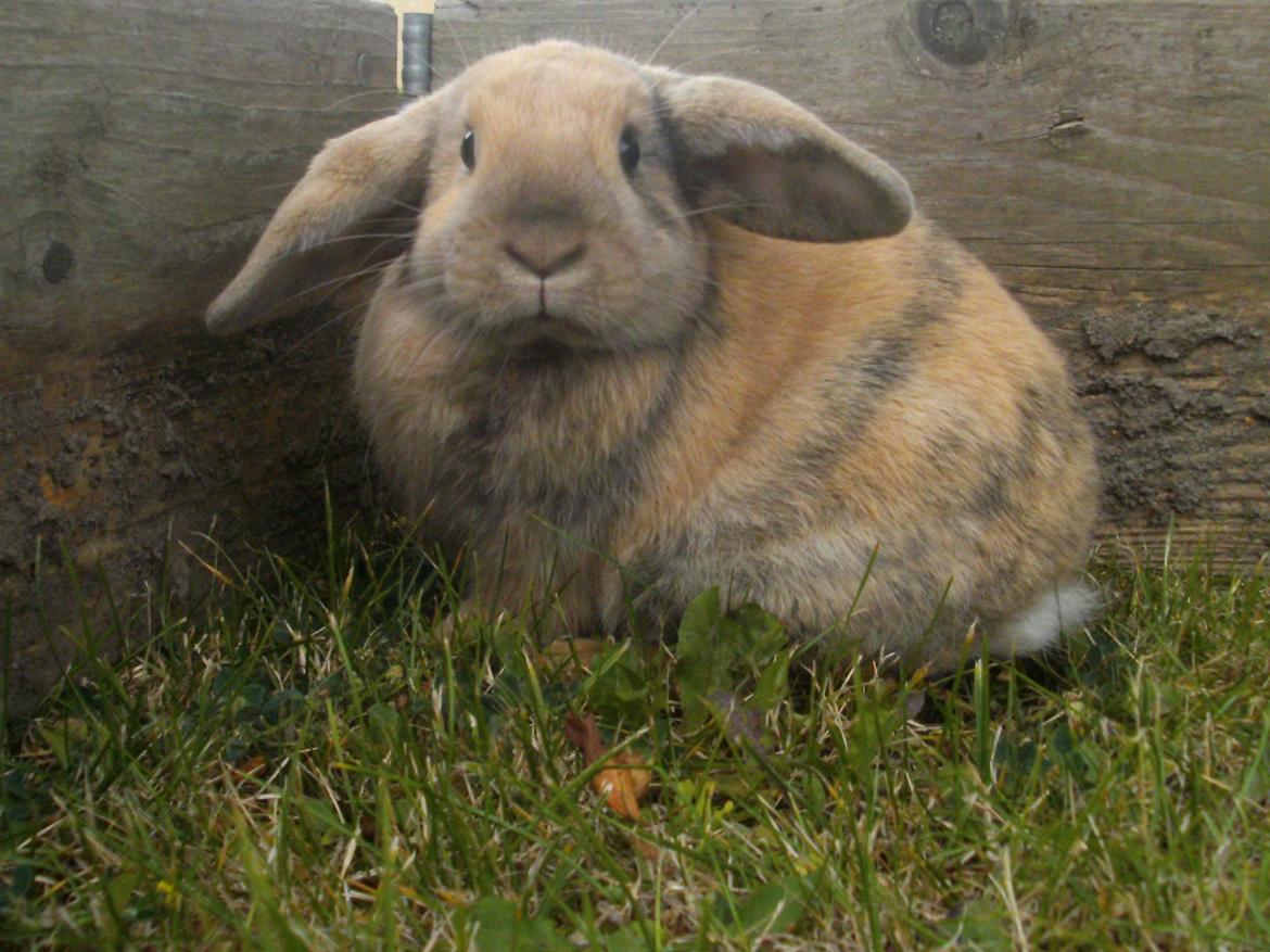 Kanin Beauty's Hope billede 11