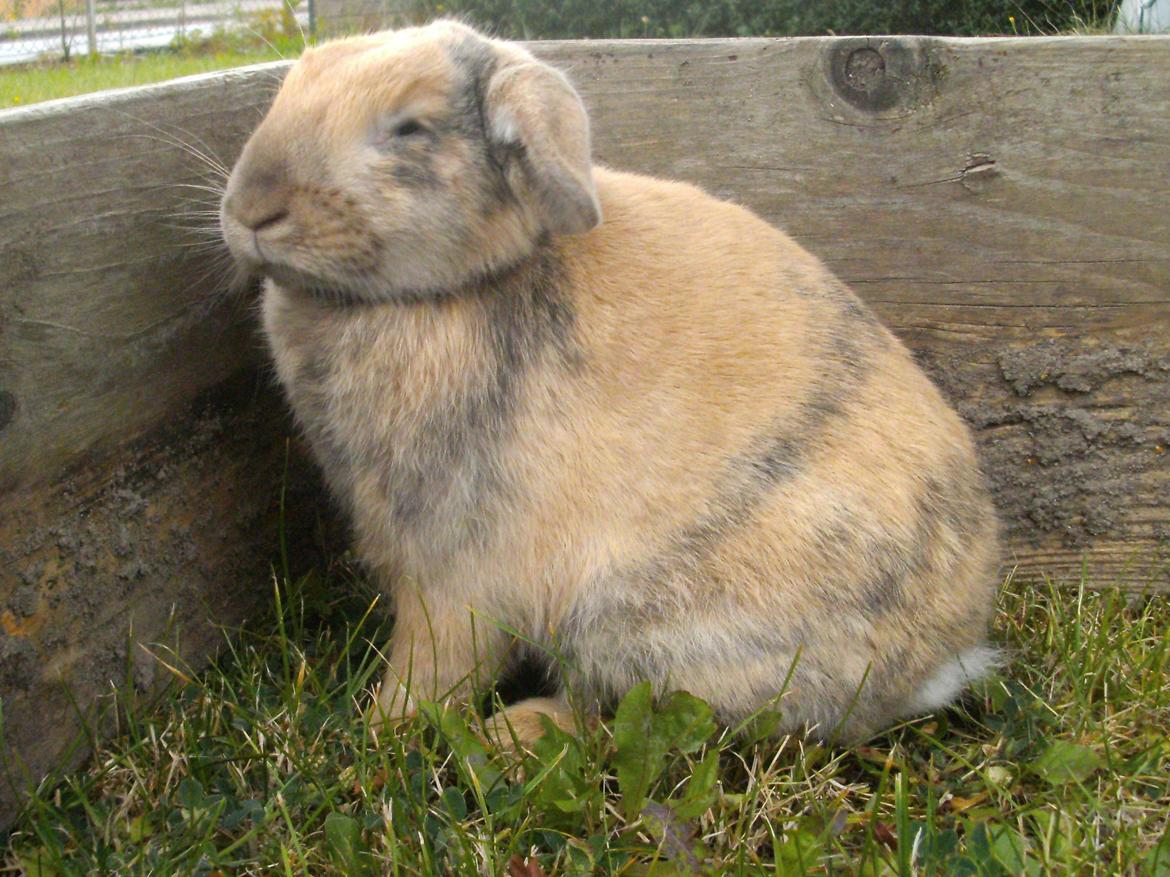 Kanin Beauty's Hope billede 12