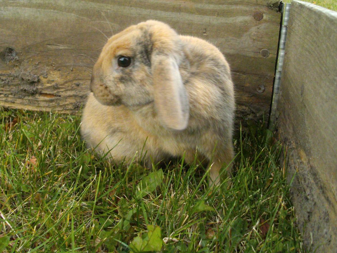 Kanin Beauty's Hope billede 13