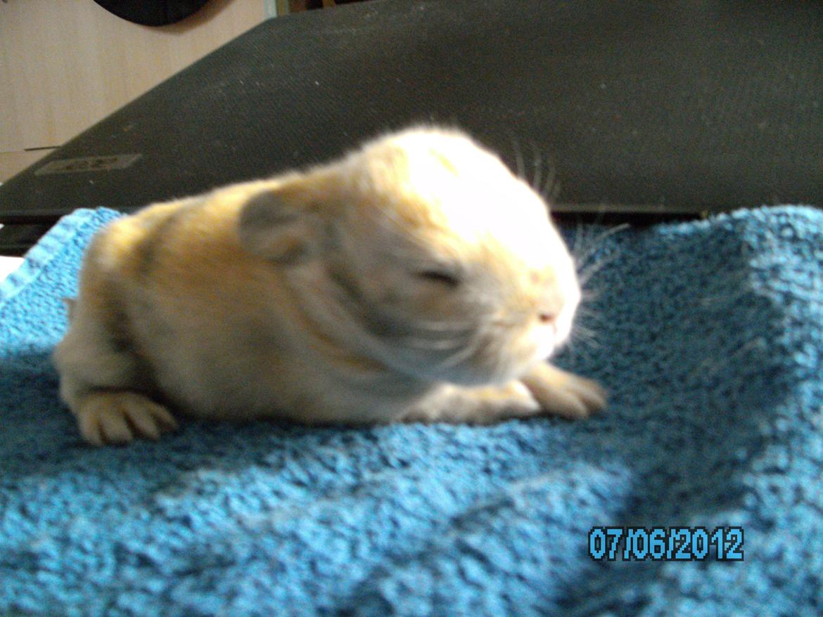 Kanin Beauty's Hope billede 14