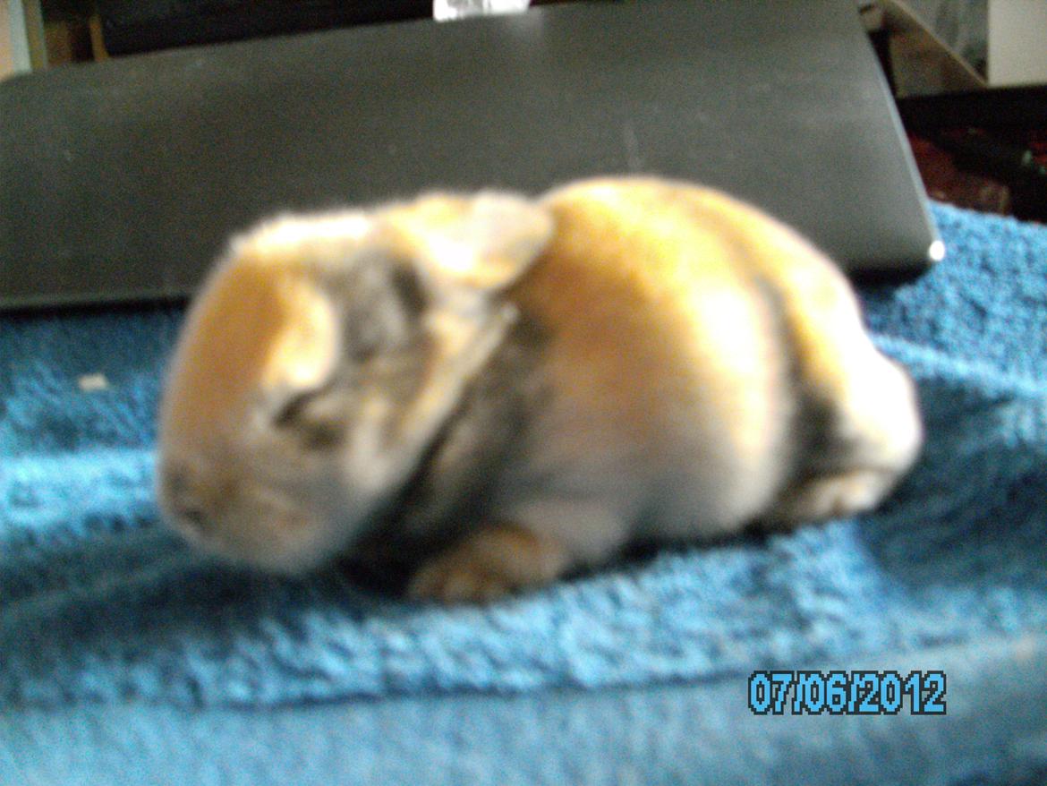 Kanin Beauty's Hope billede 15