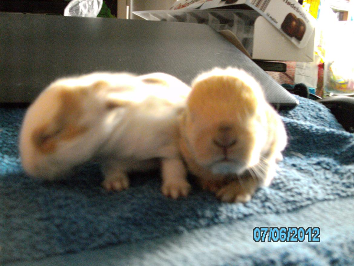 Kanin Beauty's Hope billede 16