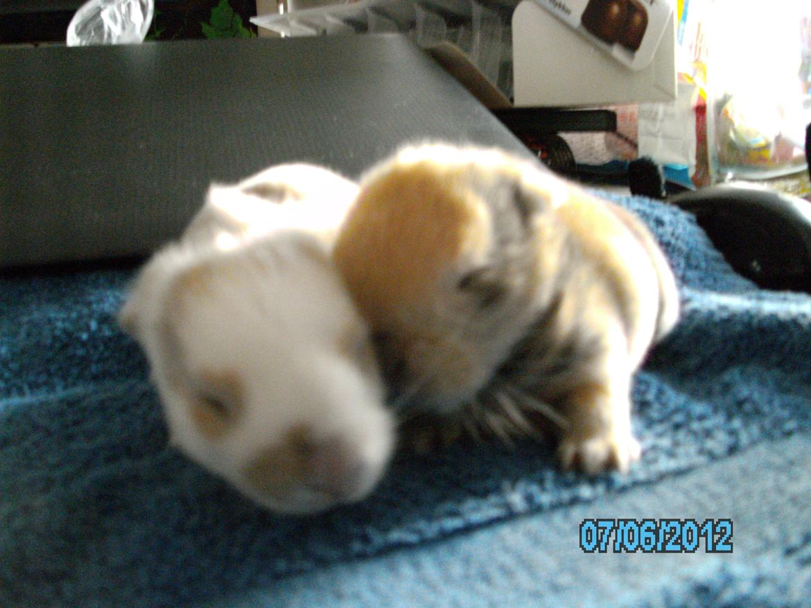 Kanin Beauty's Hope billede 17