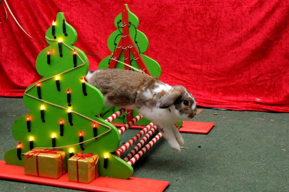 Kanin Strandvejs Tin Tin billede 2