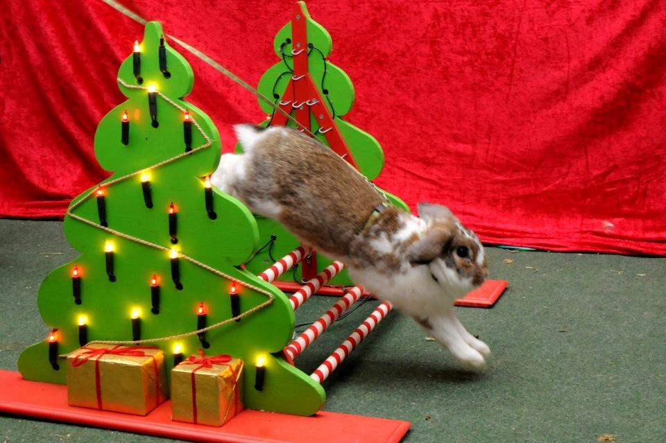 Kanin Strandvejs Tin Tin billede 12