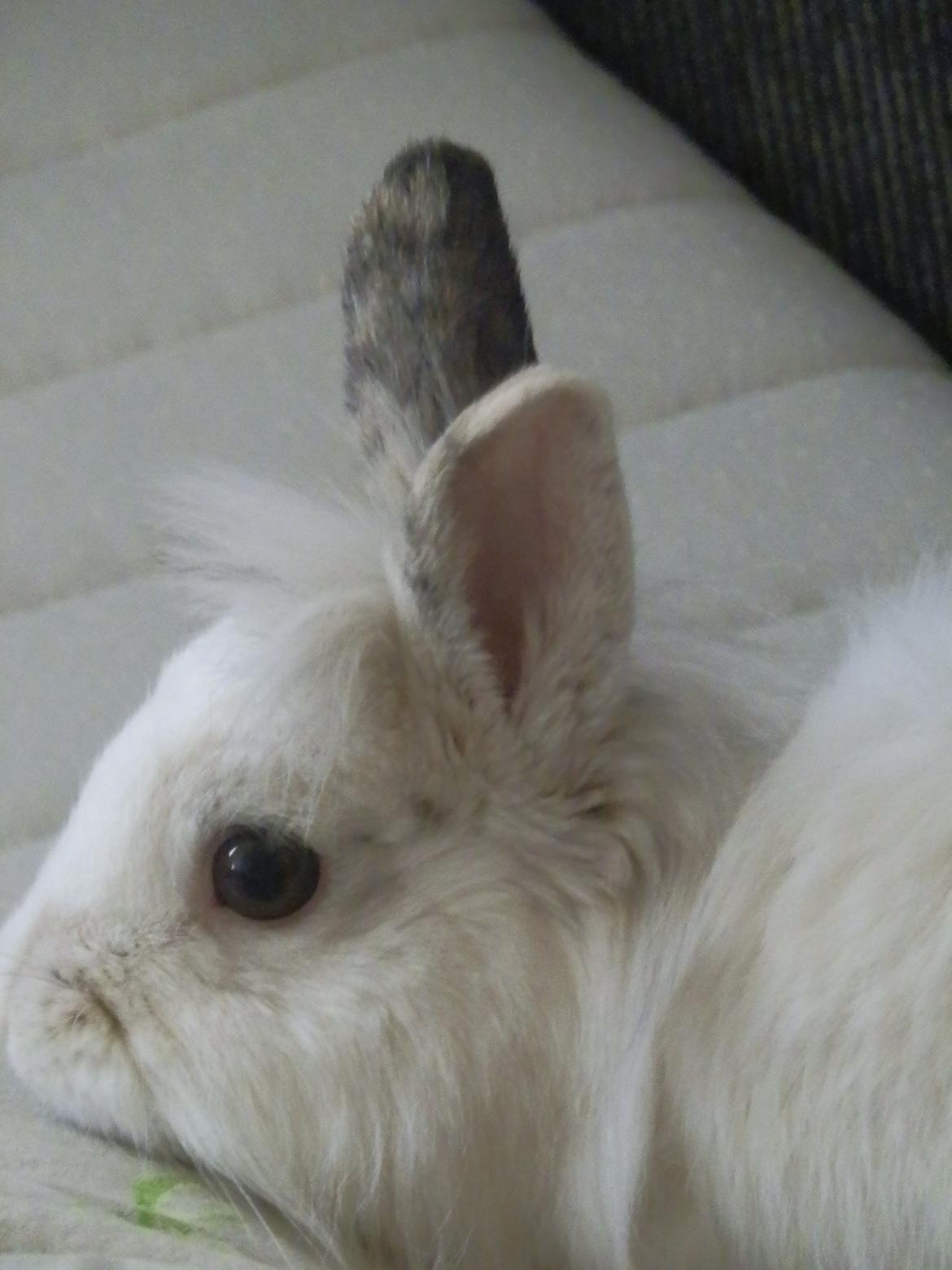 Kanin Pjuske - Den sødeste Pjuske der hygger! <3
 billede 6