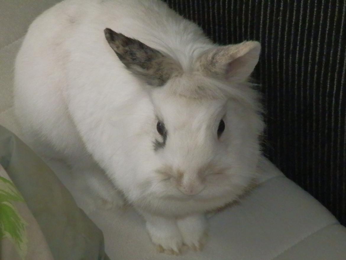 Kanin Pjuske - Hun havde det godt :') Rest In Peace<3 billede 14