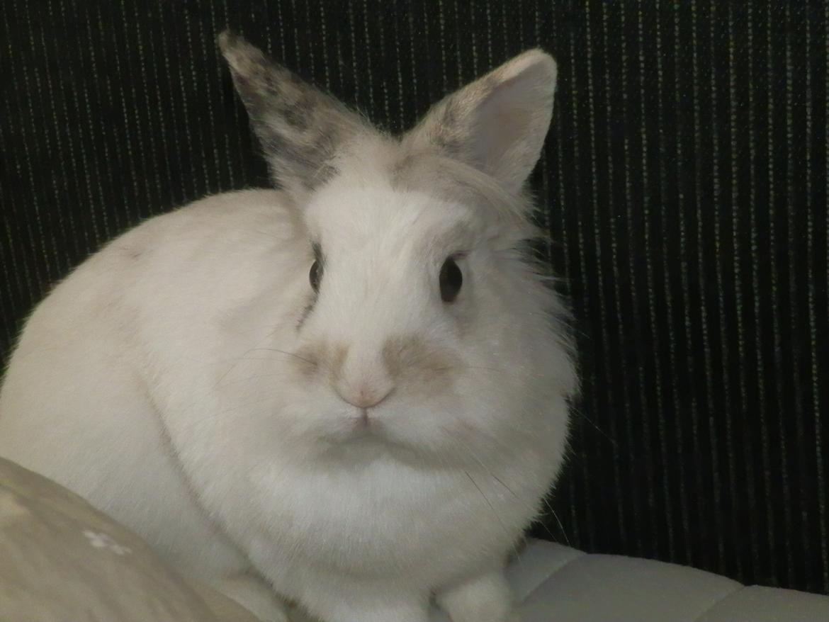 Kanin Pjuske - Velkommen.. Tag et kig, giv en bedømmesle os kommentar! ;) billede 1