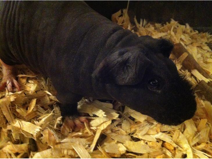 {{currentPhoto.altText}} billede {{currentPhoto.number}}