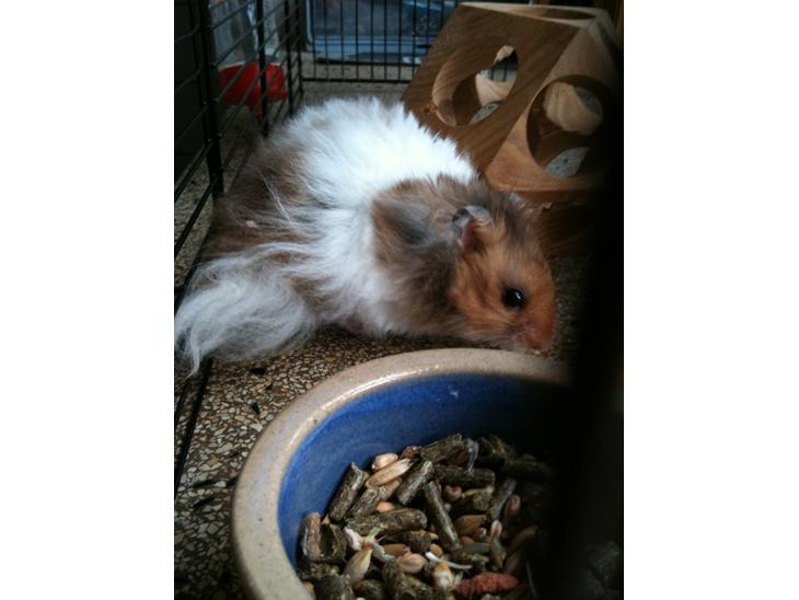 Hamster Victor †  billede 1