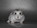 Dværghamster Alicia <3 *R.I.P*