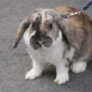 Kanin Hønsehusets Never Fear