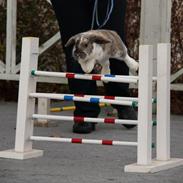 Kanin Hønsehusets Never Fear