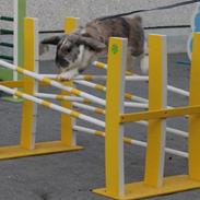 Kanin Hønsehusets Never Fear