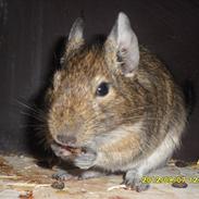 Degu Kurt