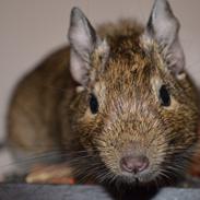 Degu Snuske