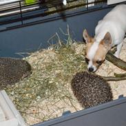 Pindsvin Egyptisk Langørede "Isis"