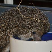 Pindsvin Egyptisk Langørede "Isis"