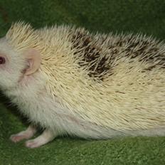Pindsvin Sabbils Spotty