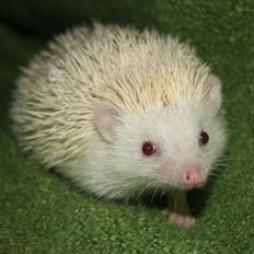 Pindsvin Sabbils Spotty