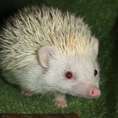 Pindsvin Sabbils Spotty