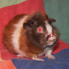 Marsvin Skovtoftens Maximus