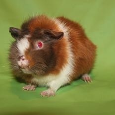 Marsvin Skovtoftens Maximus