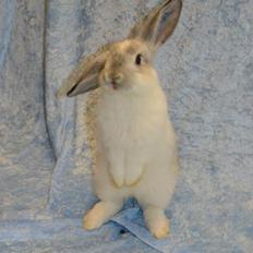 Kanin Rådved Nygård's Ratchet