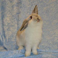 Kanin Rådved Nygård's Ratchet