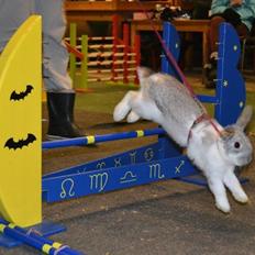 Kanin Rådved Nygård's Ratchet