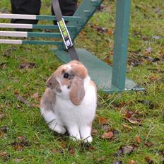 Kanin Sommerly´s Cuba Lime & Lemon